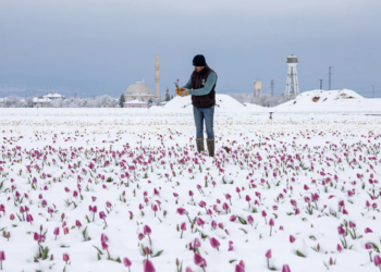Türkiye, 2014’ten bu yana en sert don olayını yaşadı
