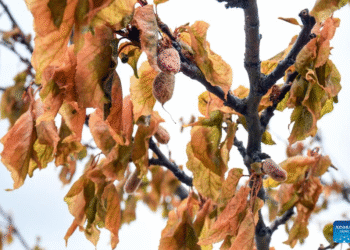 Aşırı don Türkiye tarımını vurdu: Fındık ve kayısıda “felaket” kayıplar
