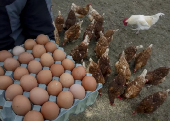 Trump’ın Tarife Planı Yumurta Fiyatlarını Yükseltebilir